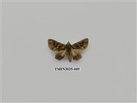 藏品(夜蛾694)的圖片